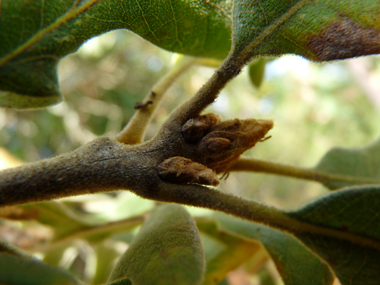 Bourgeons ovoïdes à écailles grises. Agrandir dans une nouvelle fenêtre ou onglet)